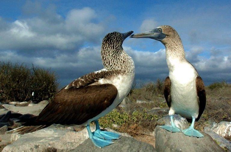 Gripe aviar H5N1, amenaza la fauna de las islas Galápagos