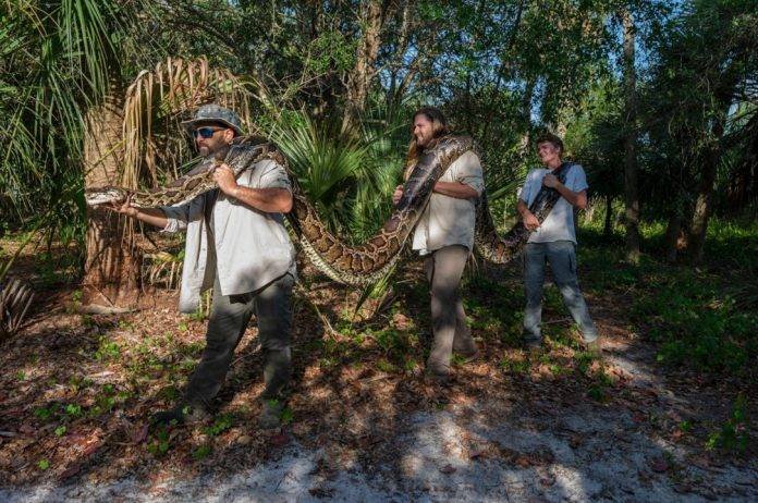 Capturan una pitón de 18 pies, la más grande hallada hasta ahora en Florida